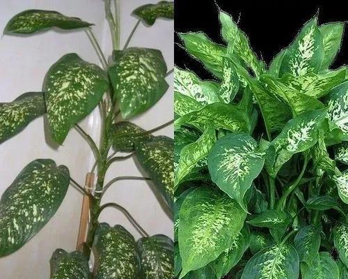 在家门口种万年青，享受绿色生活（教你如何种植万年青）