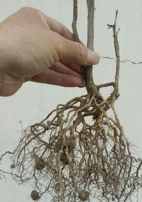 万年青烂根的护理方法（教你如何拯救万年青烂根）