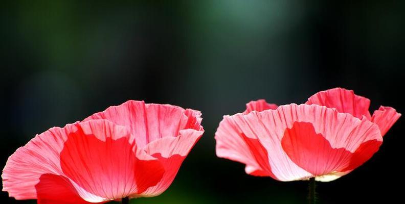 虞美人的花语与意义——舞动人心的美丽与悲伤（虞美人——传递着欢愉与哀愁的花朵之语）