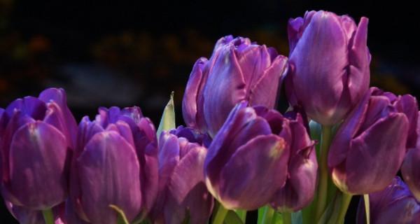 郁金香花语与寓意（美丽而多样的郁金香世界）