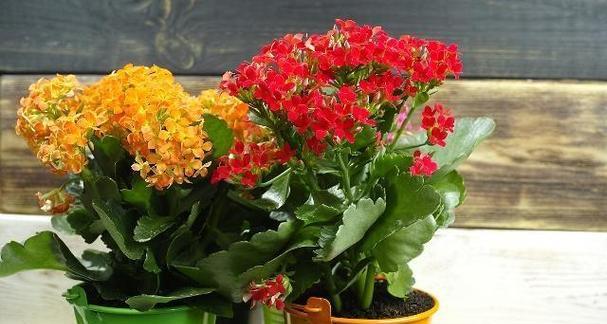 长寿植物（神奇植物的种类和传说）