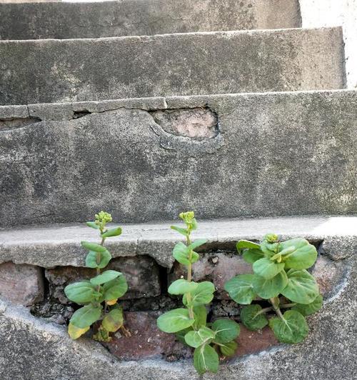坚强生命（探寻植物世界中的力量与坚韧）