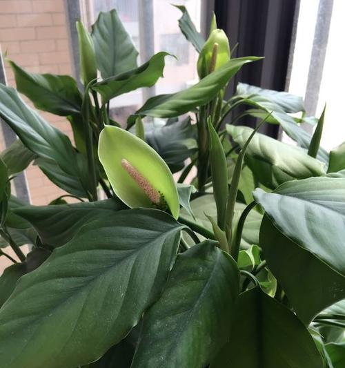 万年青开花期及花语——探寻万年青的神秘之美