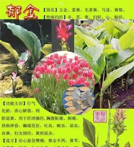 万年青开花期及花语——探寻万年青的神秘之美