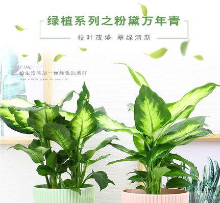 万年青移栽技巧与注意事项（最佳时间）