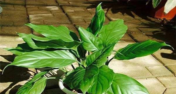 万年青适合办公室，提升办公环境品质（清新环保盆栽）