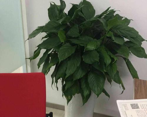 万年青适合办公室，提升办公环境品质（清新环保盆栽）