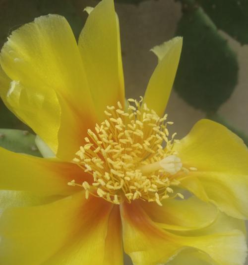 仙人掌花语之奇妙解读（探寻仙人掌的花语之美）