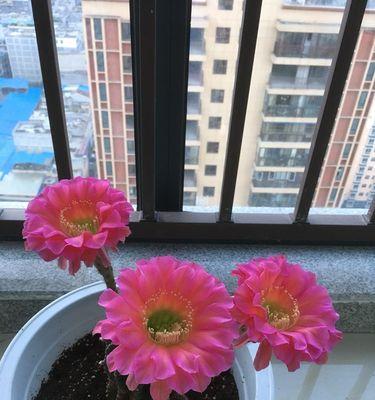 仙人掌类花品种的意义与特点（探索仙人掌世界）