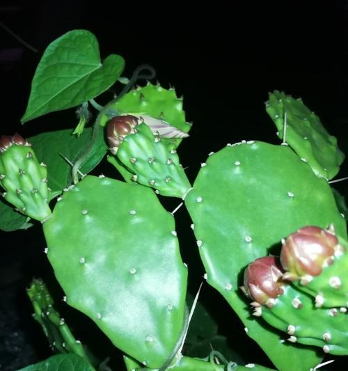仙人掌植物叶子的特点解析（探索仙人掌植物叶子的形态）