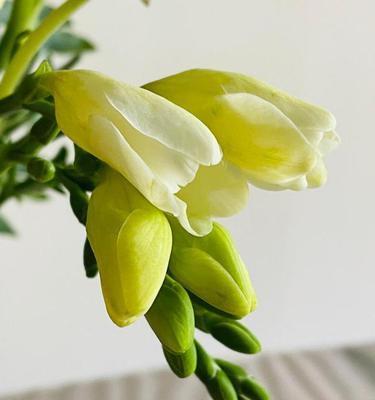 香雪兰花语的深意（探寻雪兰花的内涵与象征意义）