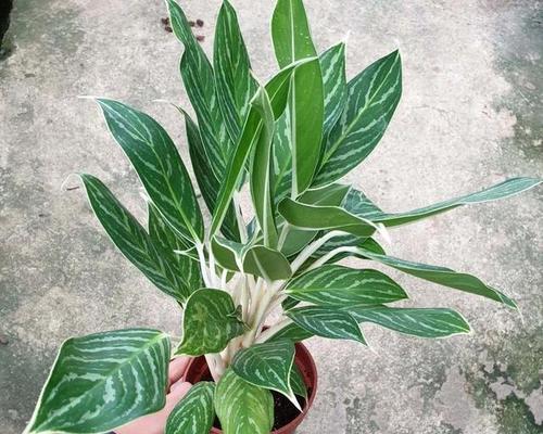 万年青的光照需求（喜阳还是喜阴）
