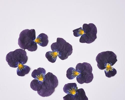 香堇花的象征意义与寓意（美丽花卉中的心灵芬芳）