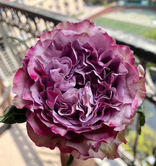 小球玫瑰花语（唤醒内心的温柔力量）