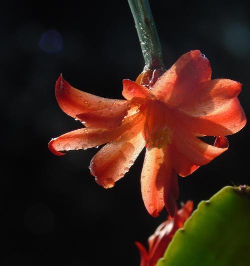 蟹爪兰花的花语与寓意（揭秘蟹爪兰花的花语）