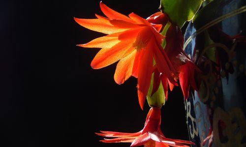 蟹爪兰花的花语与寓意（揭秘蟹爪兰花的花语）