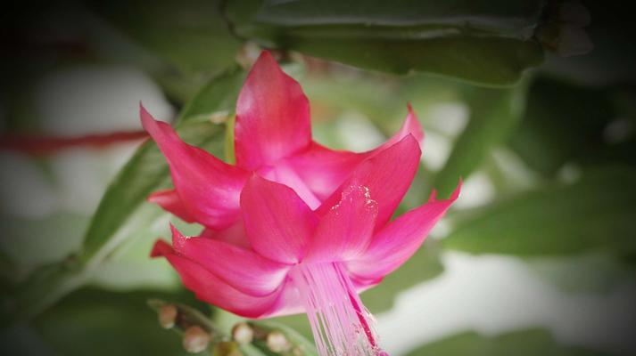 蟹爪兰花的花语与寓意（揭秘蟹爪兰花的花语）