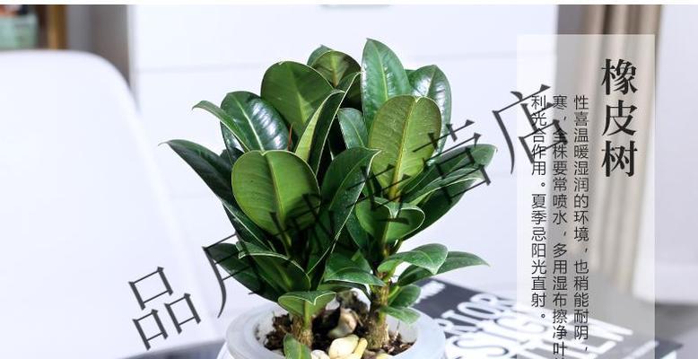 浅盆还是深盆，万年青知道答案（盆栽技巧大揭秘）