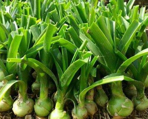 万年青肥料全攻略（如何选择适合万年青的肥料）