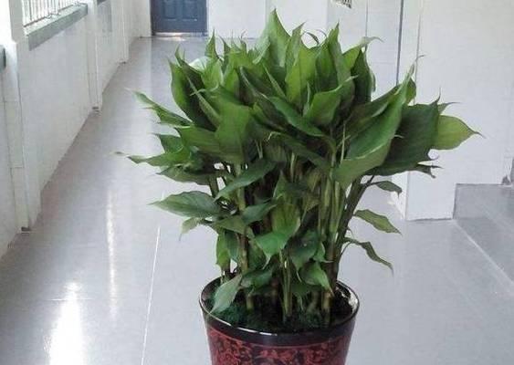 万年青肥料全攻略（如何选择适合万年青的肥料）