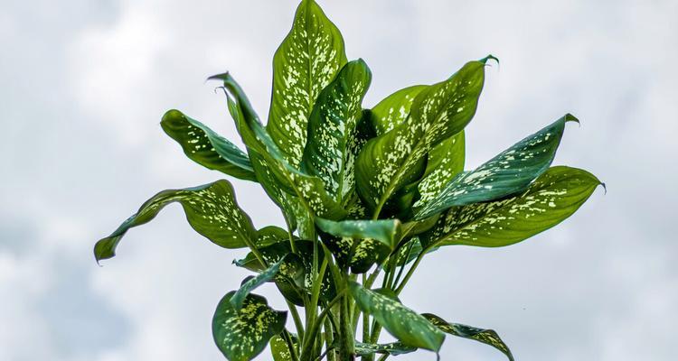 万年青肥料全攻略（如何选择适合万年青的肥料）