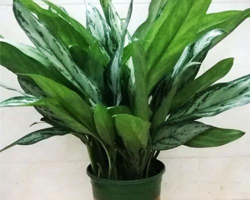 了解万年青，多彩多姿的植物世界（探索万年青的品种和特点）