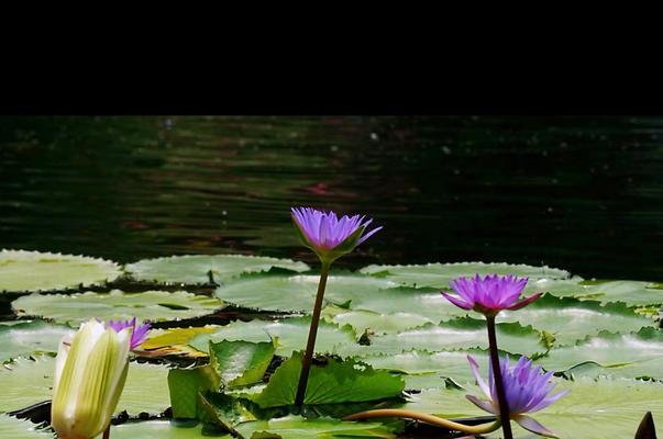 沉醉于延药睡莲的花语（探秘延药睡莲的美丽与内涵）