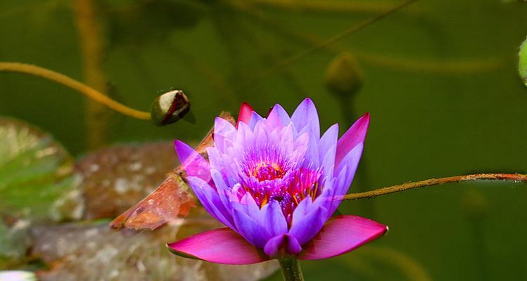 沉醉于延药睡莲的花语（探秘延药睡莲的美丽与内涵）