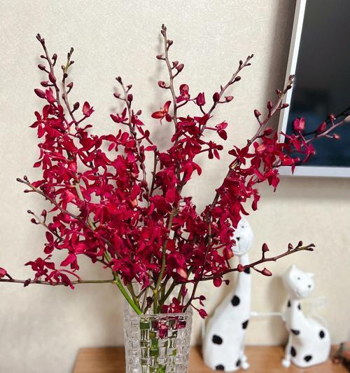洋兰花的美丽与象征意义（探索洋兰花的花语与文化内涵）