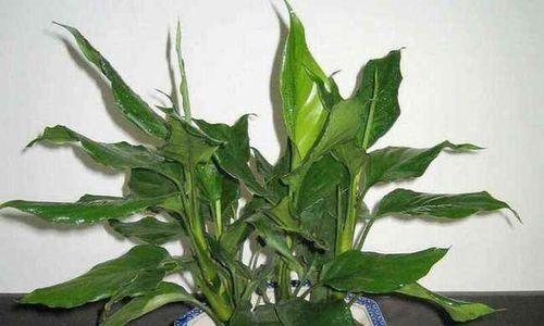 如何种植万年青——栽种时间、方法及注意事项（从土壤准备到养护管理）