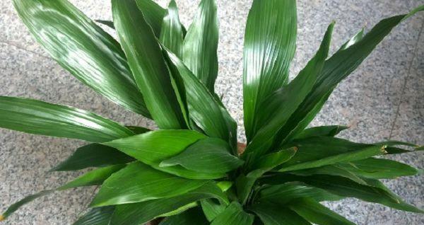 如何种植万年青——栽种时间、方法及注意事项（从土壤准备到养护管理）
