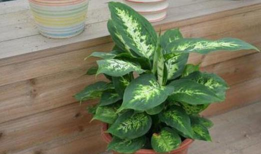 室内养万年青植物，需注意的毒性问题（万年青植物的毒性与安全养护）