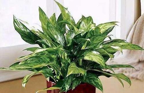 室内养万年青植物，需注意的毒性问题（万年青植物的毒性与安全养护）