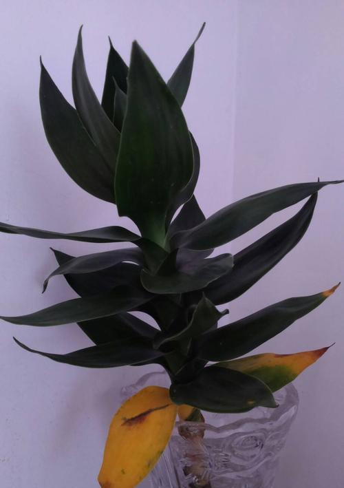 室内养万年青植物，需注意的毒性问题（万年青植物的毒性与安全养护）