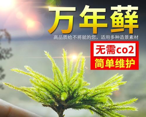 探秘万年藓的生长条件与特性（探究万年藓的生态适应性及生长环境要素）