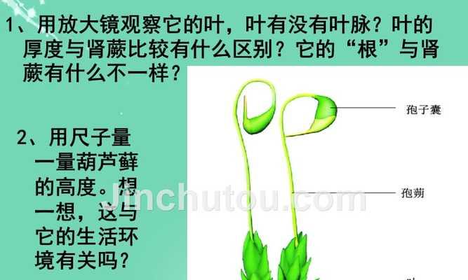 探秘万年藓的生长条件与特性（探究万年藓的生态适应性及生长环境要素）