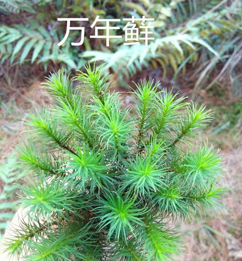 探秘万年藓的生长条件与特性（探究万年藓的生态适应性及生长环境要素）