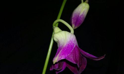 野生兰花的花语（探索兰花之美）