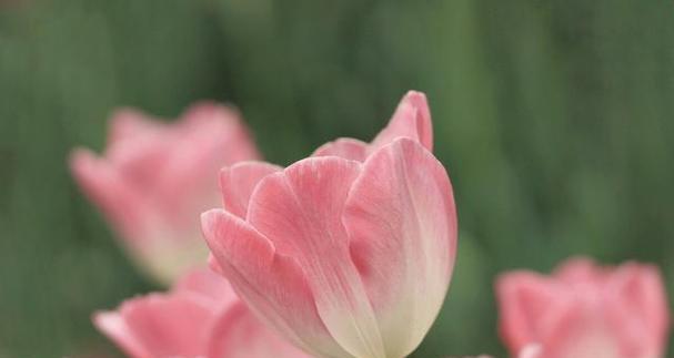 野生郁金香的花语（探寻野生郁金香的神秘花语与意义）
