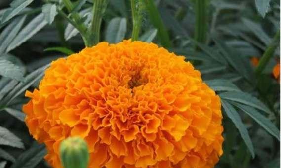 万寿菊不开花怎么回事？-探究万寿菊不开花的原因及解决方法