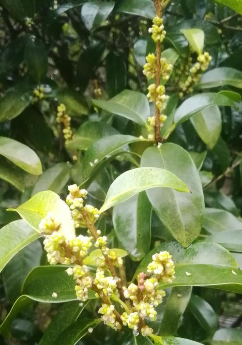 银桂——传承中华绿茶经典的代表品种（探寻银桂的历史渊源及其独特品质）