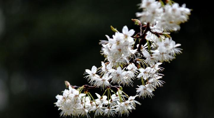 樱桃花之美（樱桃花的花语和相关传说）