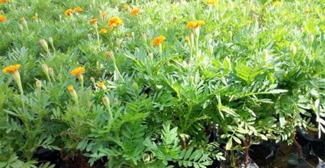万寿菊花期和开花规律（了解万寿菊的生长特点）
