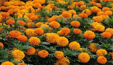 万寿菊花期和开花规律（了解万寿菊的生长特点）