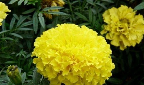 万寿菊花期有多久时间（探究万寿菊的盛开时节与生长环境）