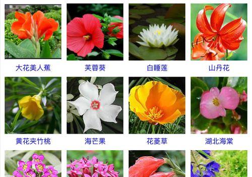 四季万寿菊的浇水技巧（春夏秋冬）
