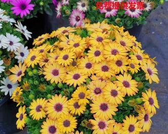 四季万寿菊的浇水技巧（春夏秋冬）