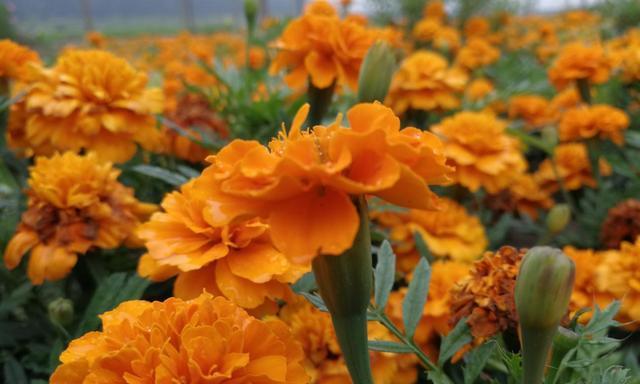 万寿菊开花季节（万寿菊开花时间）