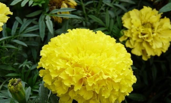 万寿菊开花季节（万寿菊开花时间）