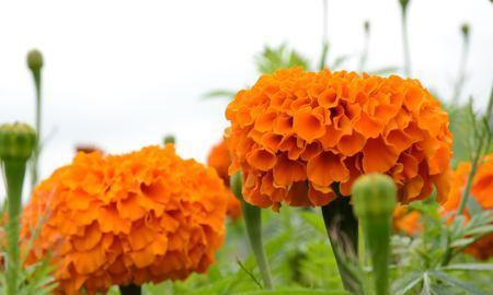 万寿菊开花时间与特点（破解万寿菊开花秘密）